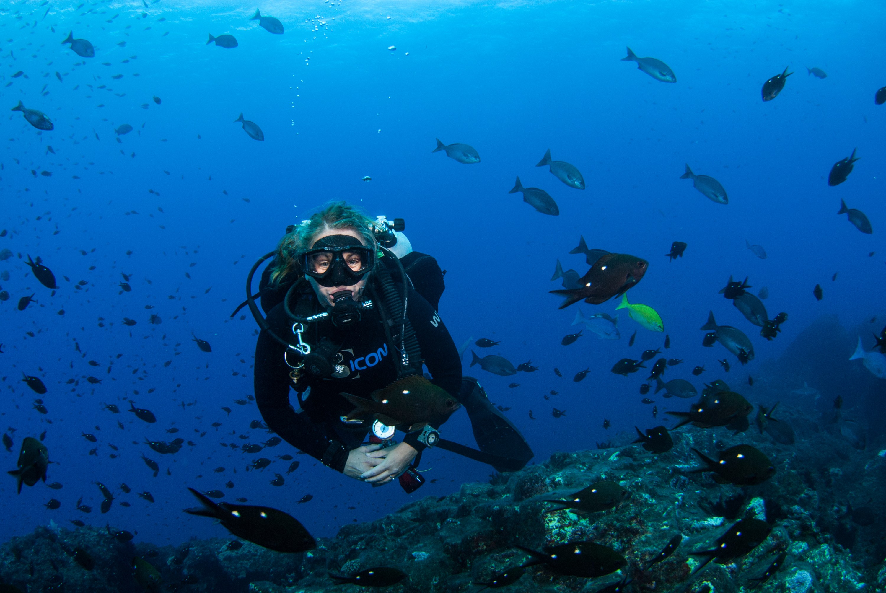 _JFG3077 – kermadec, islands, kermadecs, dive, images, remote, doc, sub tropical, subtropical, sub-tropical, marine, reserve, expedition, lust for rust, mesley, crispin, nz, new, zealand, new zealand, crispin, Kermadecs 13,